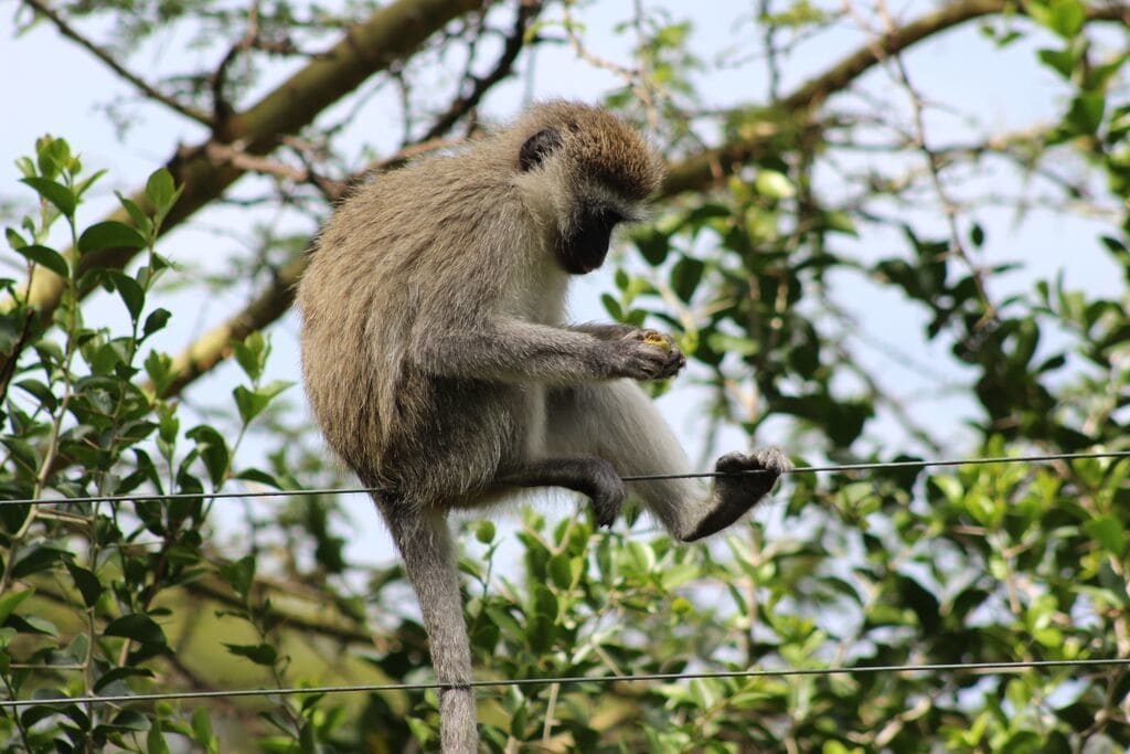A monkey sitting on a wire fence amidst green foliage.