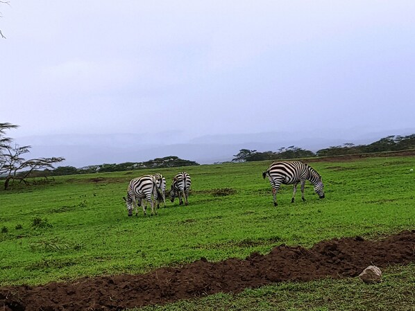 A grassy field with zebras grazing.