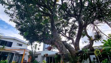 A garden with a large tree, potted plants, and a pathway leading to a building.