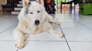 A dog lying on a tiled floor in a room with a staircase and potted plants. - Casa Jardin Del Mango (San José)