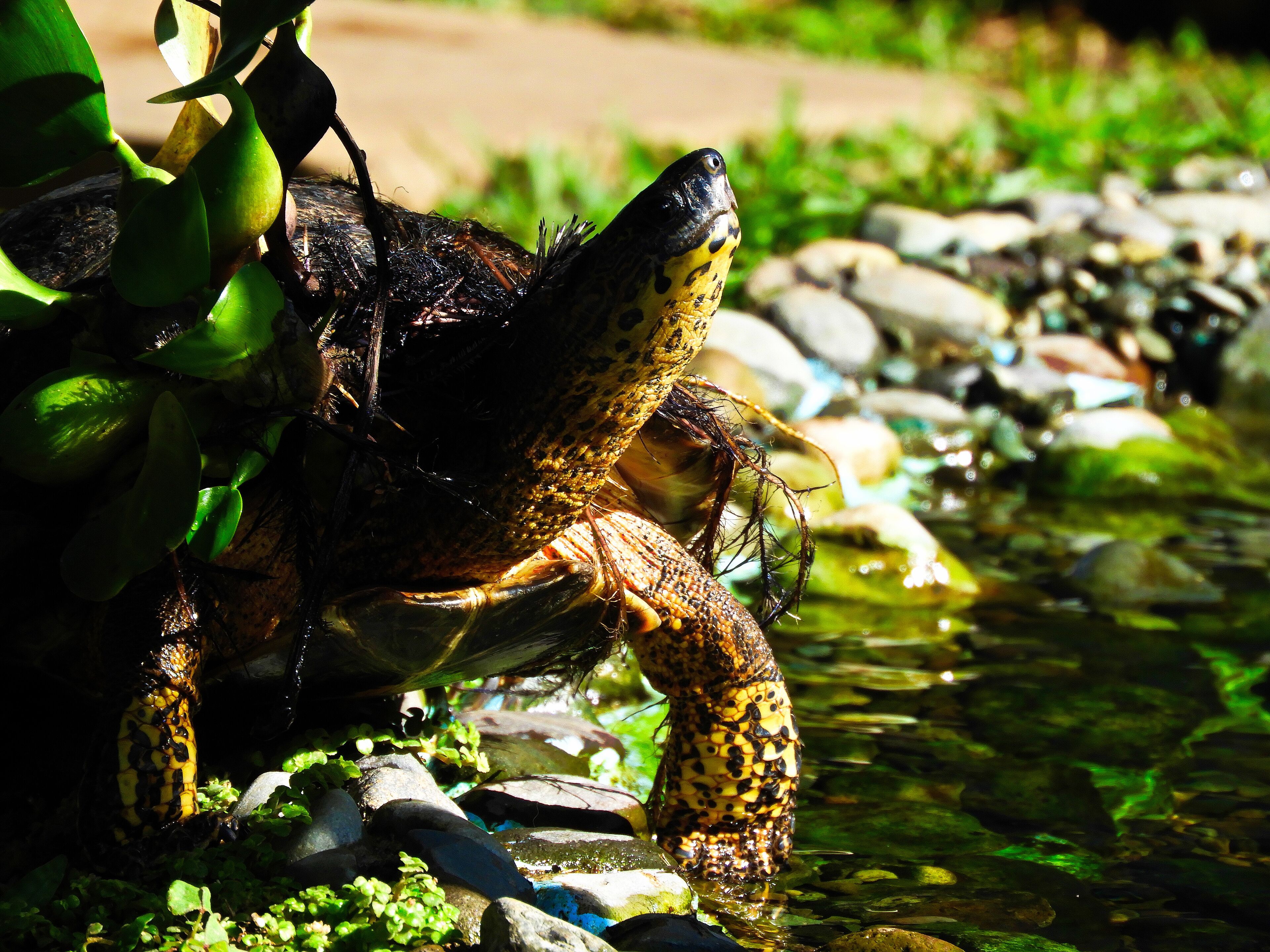 Photo - Casa Jardin del Mango