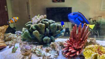 Un acuario con diversos corales y peces, entre ellos peces payaso y peces cirujano azules.