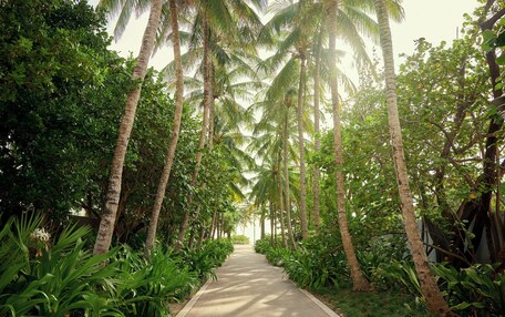 A pathway flanked by tall palm trees and lush greenery, leading towards a distant structure.
