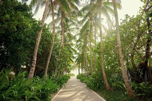 A pathway flanked by tall palm trees and lush greenery, leading towards a distant structure. - Hotel Greystone - Adults Only (Miami Beach)