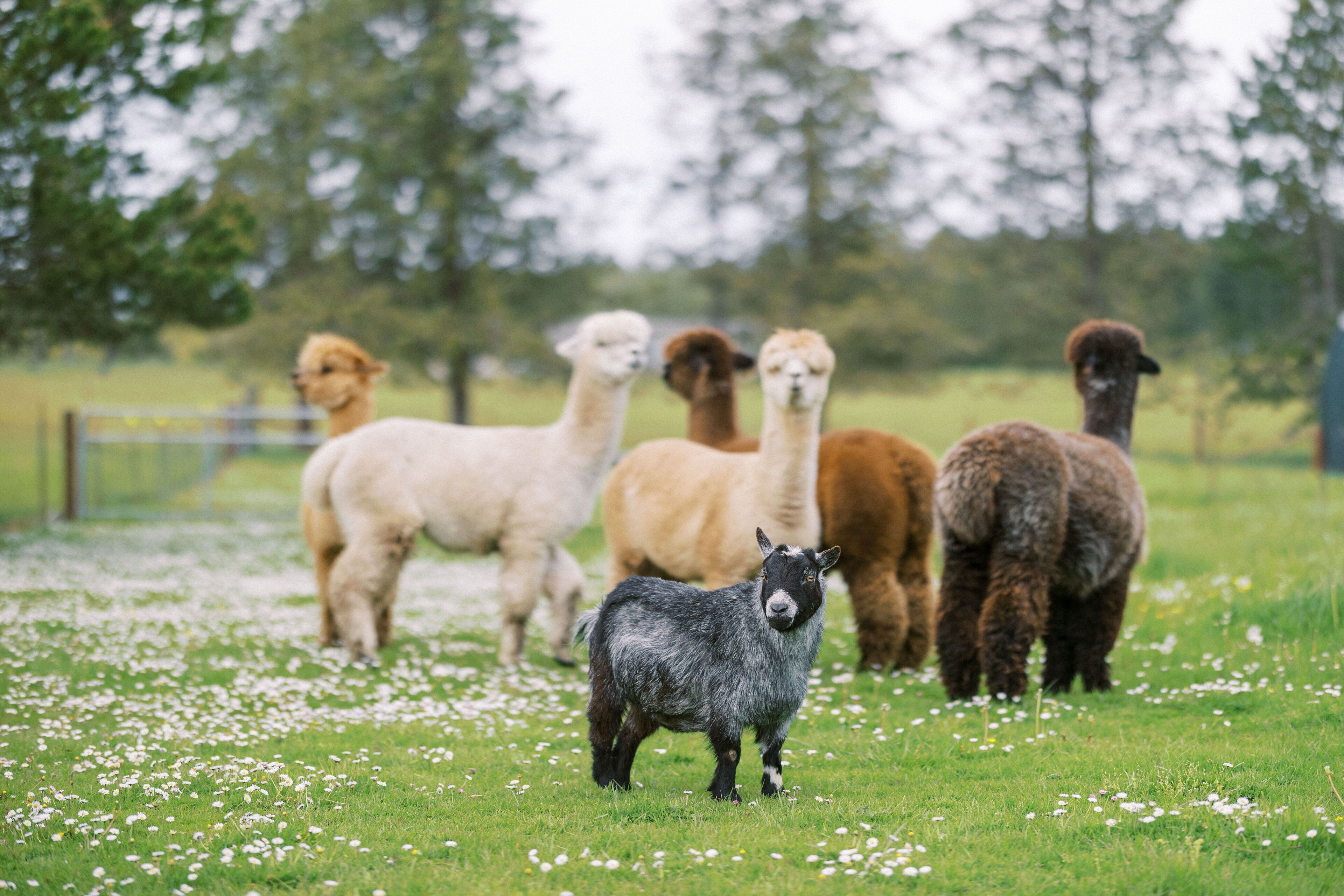 Een groep alpaca's in een grasveld met een hek op de achtergrond.
