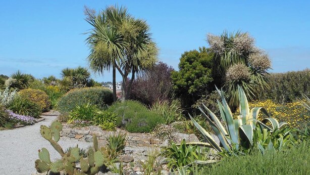 A garden with various cacti and succulents, a palm tree, and a stone pathway.