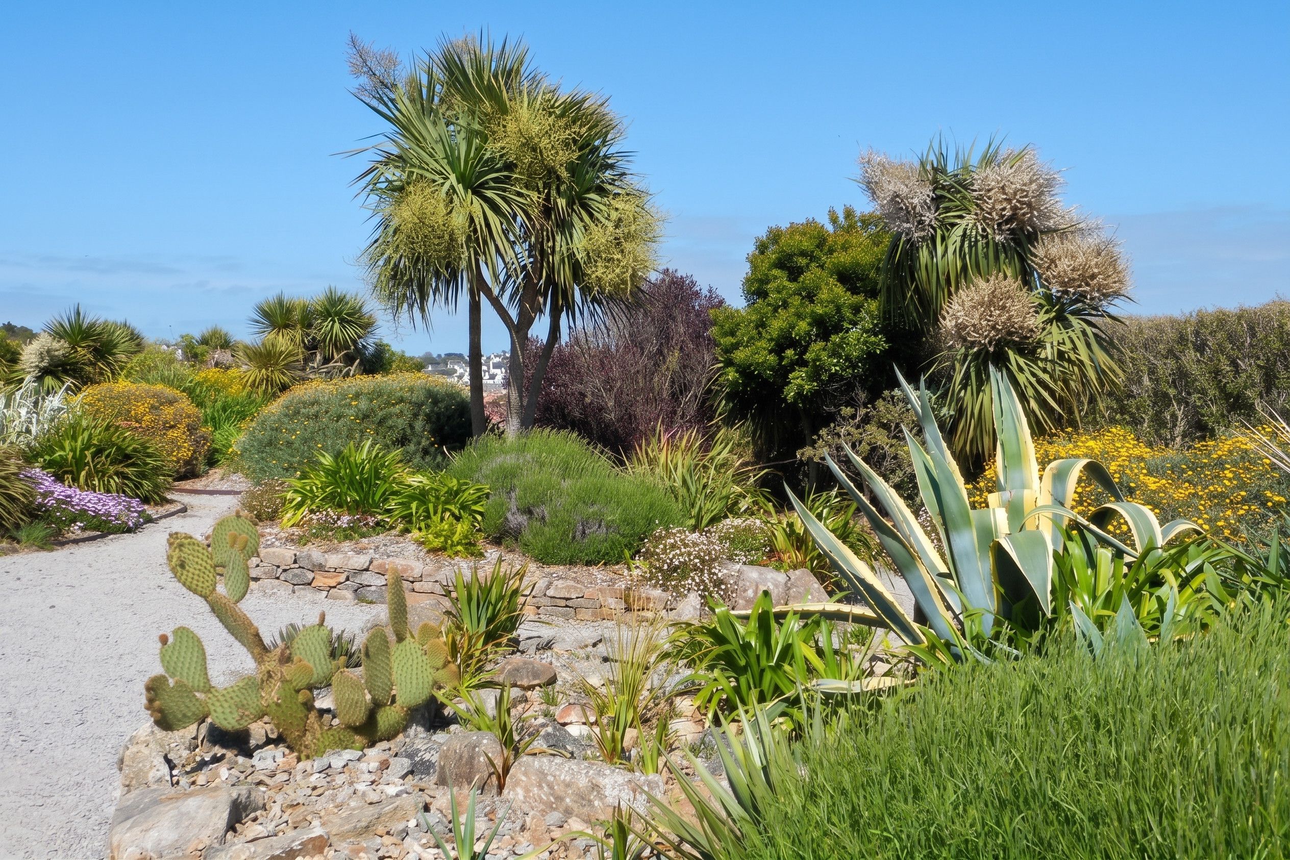 Een tuin met verschillende planten, waaronder cactussen en palmbomen.