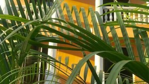 A building with a yellow facade and white trim, surrounded by greenery. - El Currican (Guayacanes)
