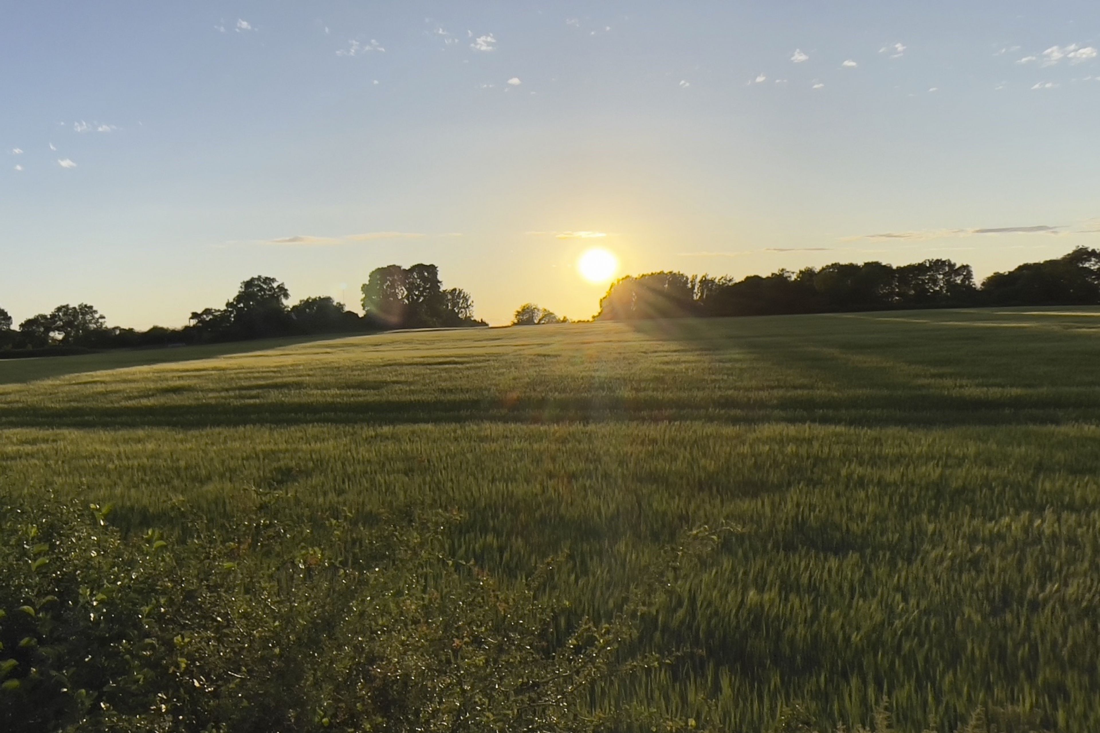 Un champ avec un coucher de soleil en arrière-plan.