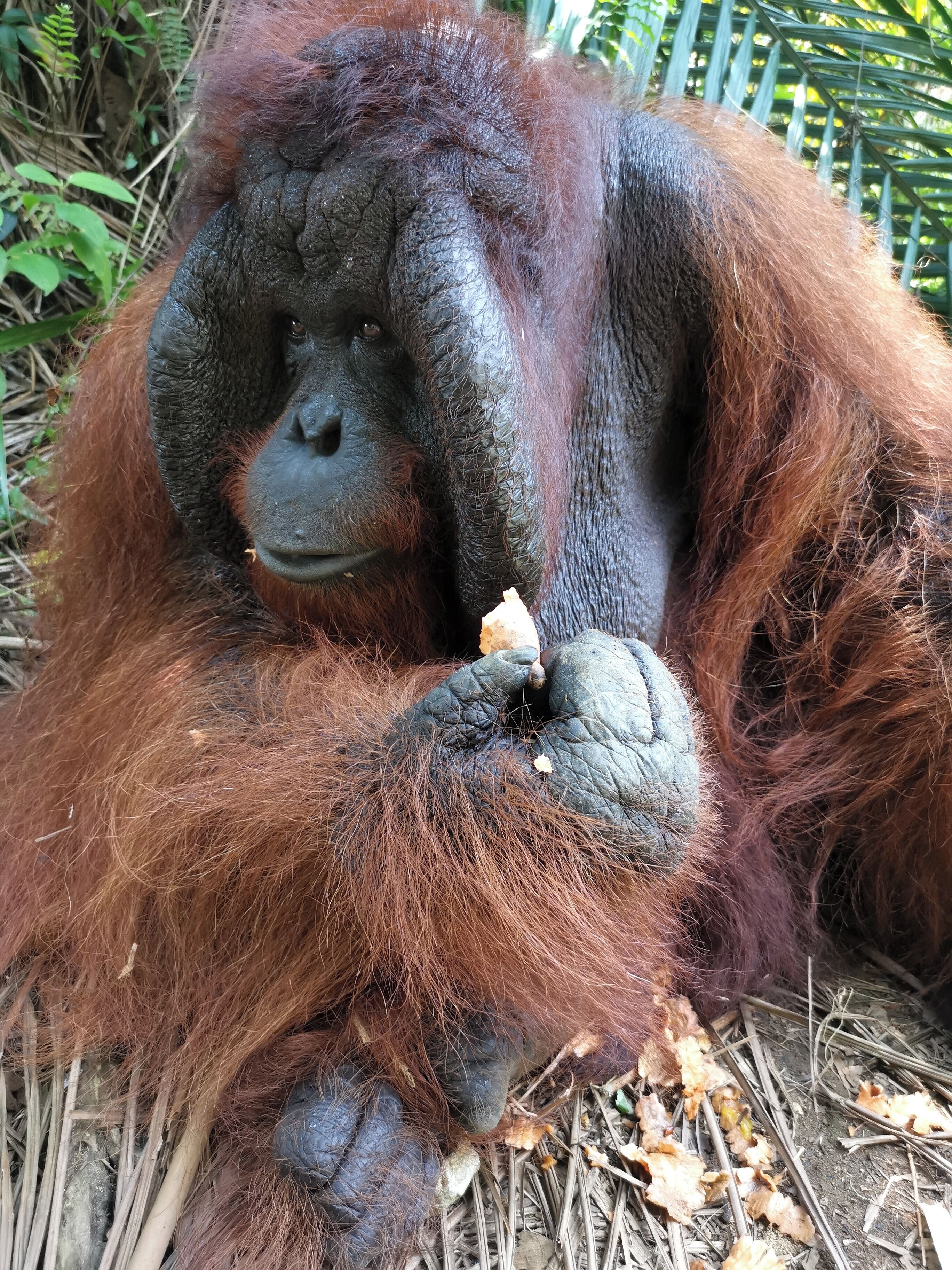 An orangutan sitting on the ground with reddish-brown fur, holding a piece of food.