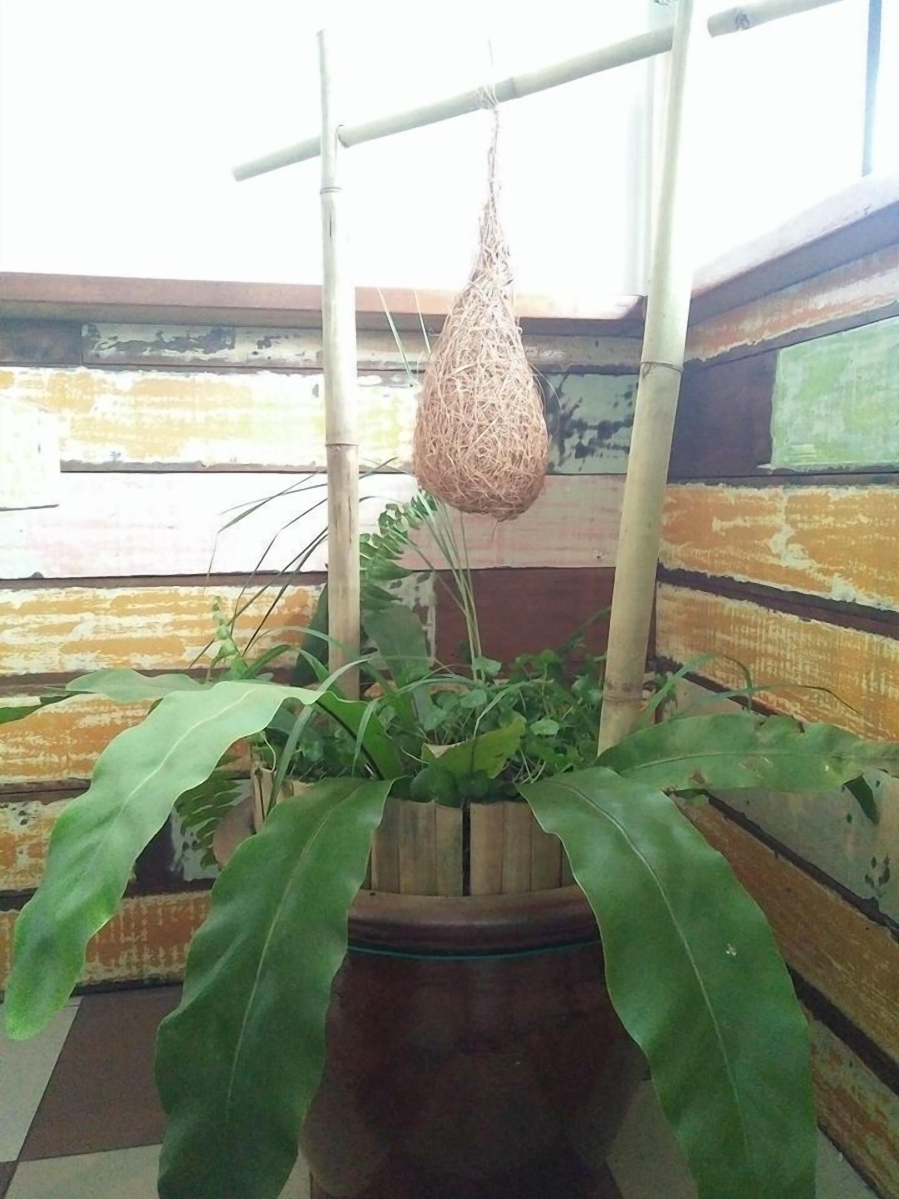 Una maceta colgante con una planta, una estructura de bambú y un muro de madera con pintura descascarada.