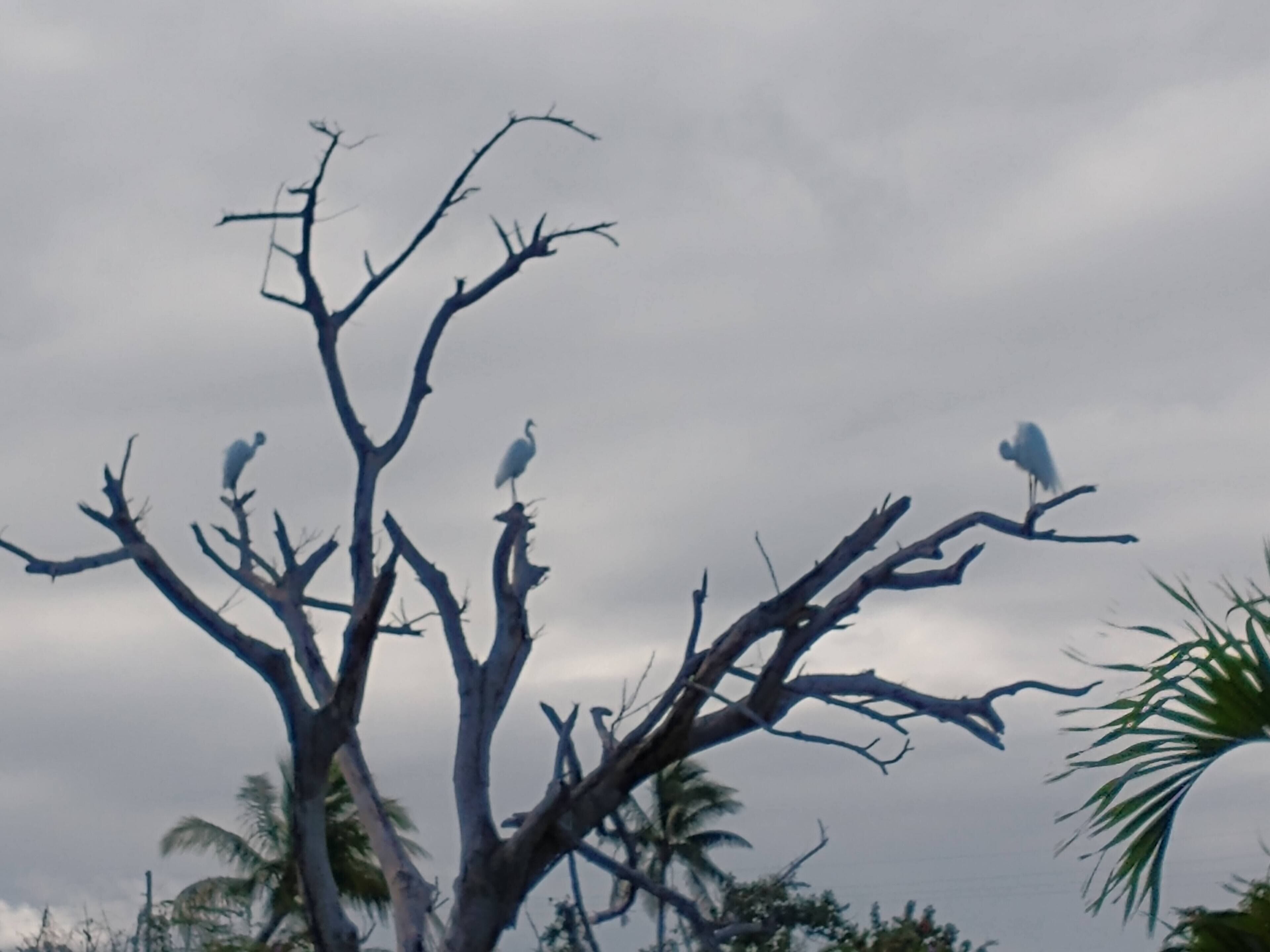 A tree with branches and leaves, and a bird perched on one of the branches.