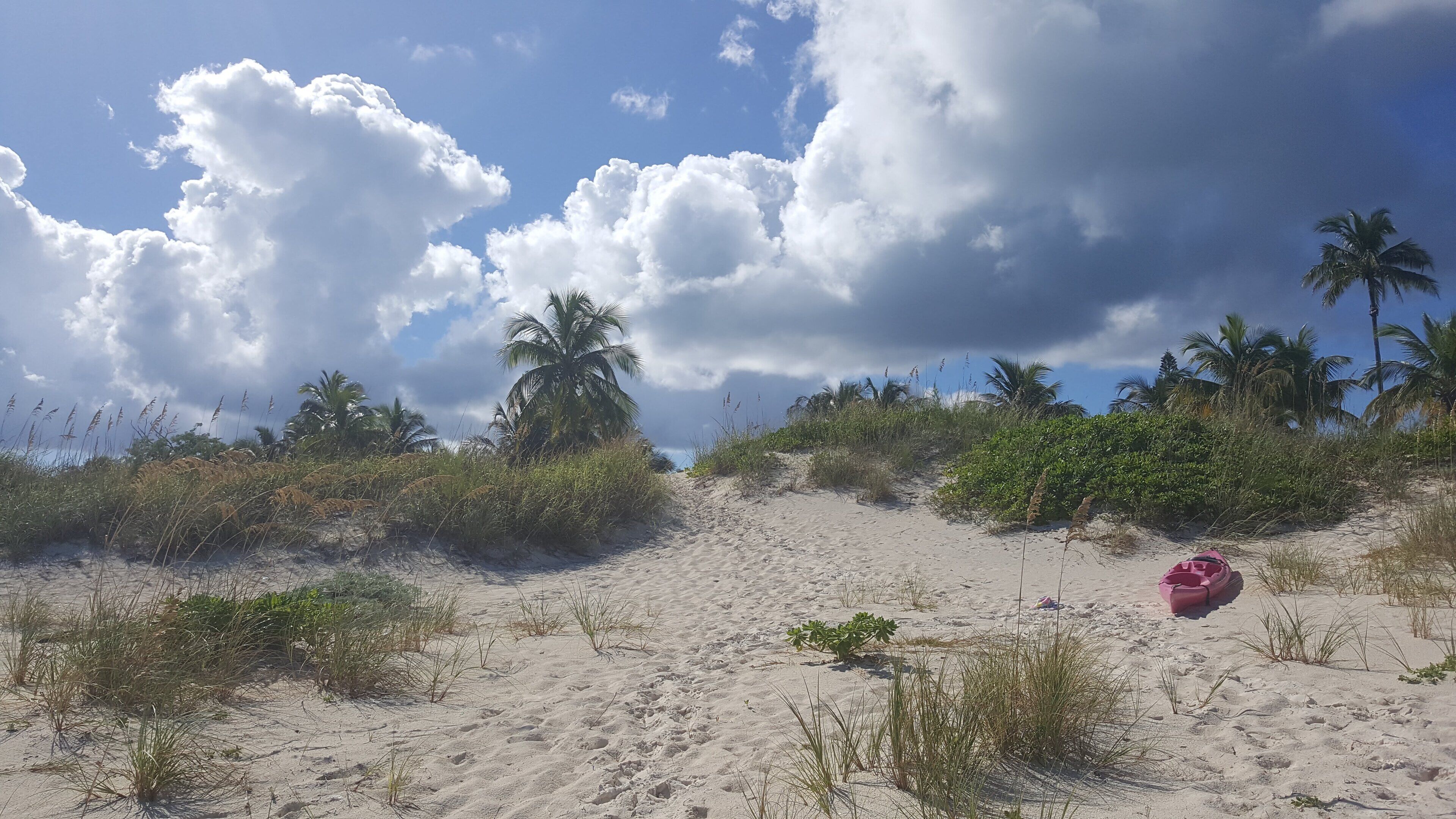 A sandy beach with palm trees and dense vegetation.