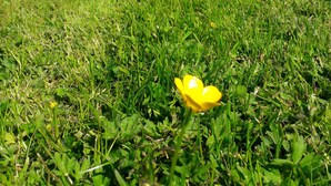 Un champ verdoyant avec une seule fleur jaune au premier plan, un bâtiment en pierre avec un toit rouge, et une voiture bleue garée à l’arrière-plan.