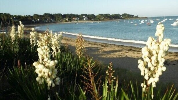 A beach with white flowers in the foreground and boats on the water. - Seaway la Salorge de Lanseria (Mesquer)