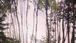 Un bosque denso con árboles altos y una variedad de follaje verde y rojo.