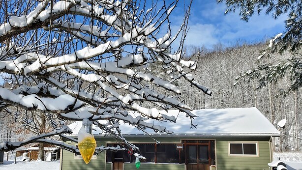 Una casa con fachada verde, techo cubierto de nieve y un patio con suelo nevado.