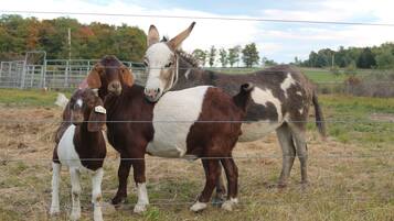 A fenced area with a donkey and two goats standing close together.