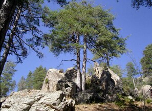 Un paysage rocheux parsemé de pins, sous un ciel bleu clair.