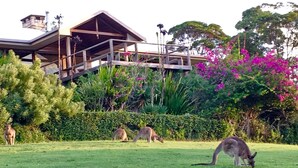A building with a wooden deck and a grassy area with kangaroos. - Tallowood Southwest Rocks - Bring your own linen (South West Rocks)