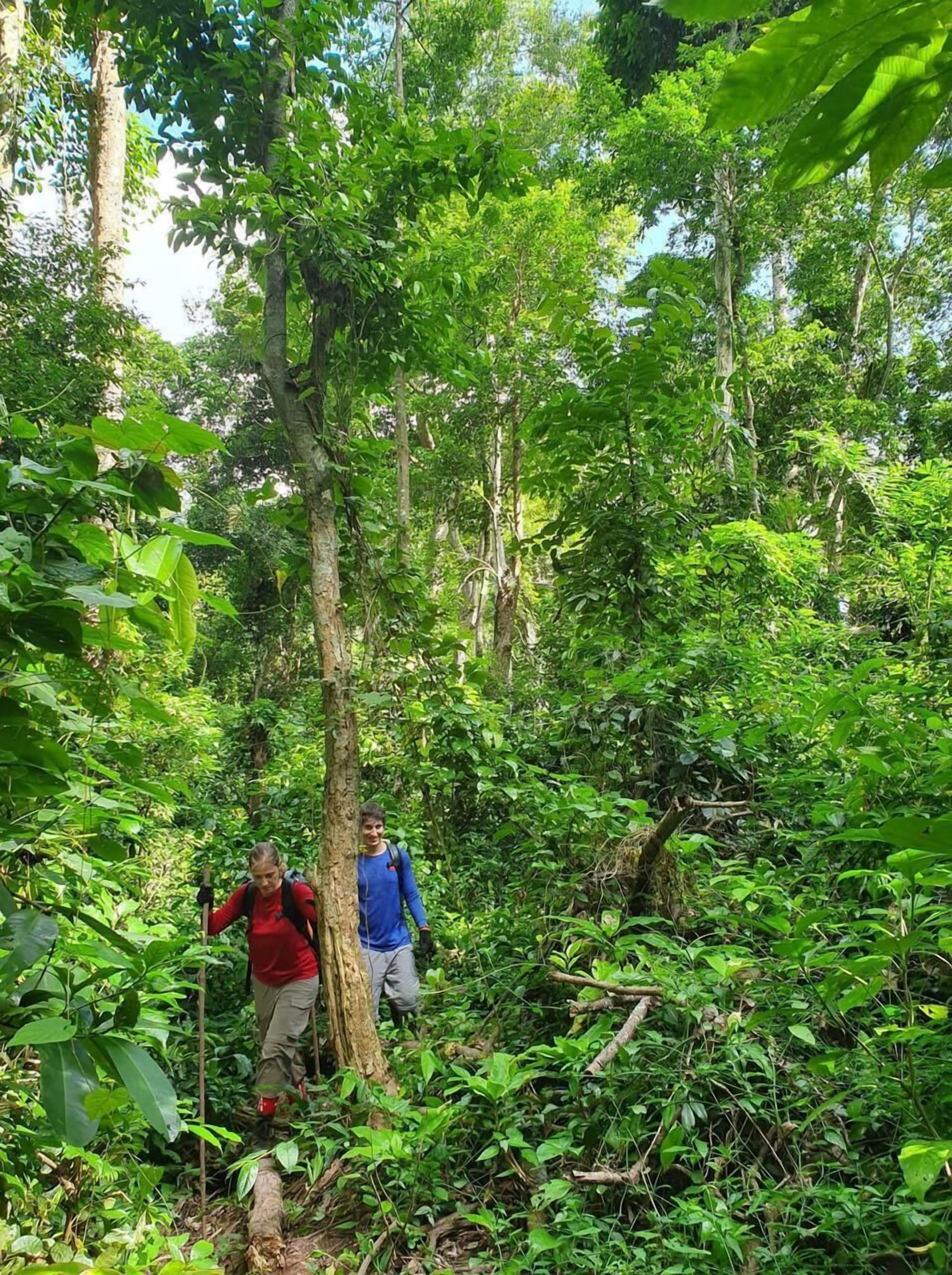 Un bosque denso con árboles altos y sotobosque tupido.