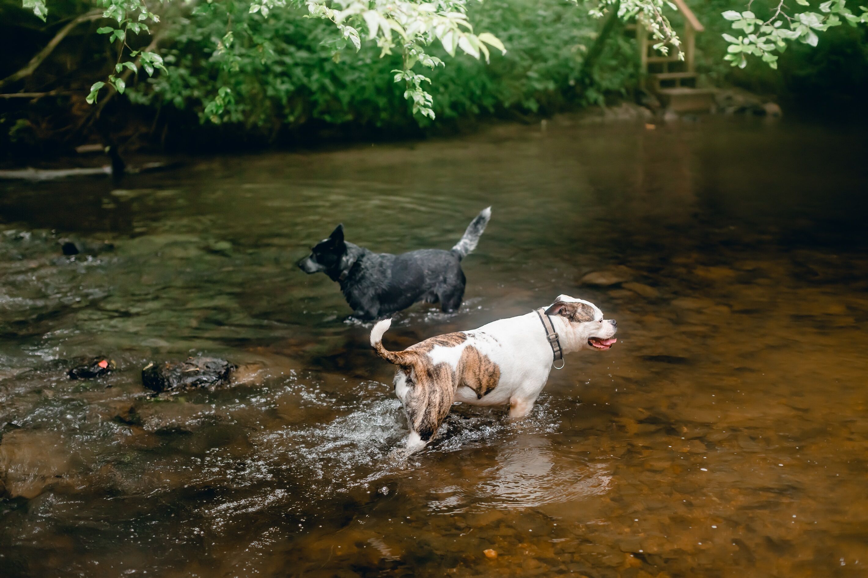 Dog Friendly 10 Acre Retreat Fly Fishing and Pond 3 BDRM