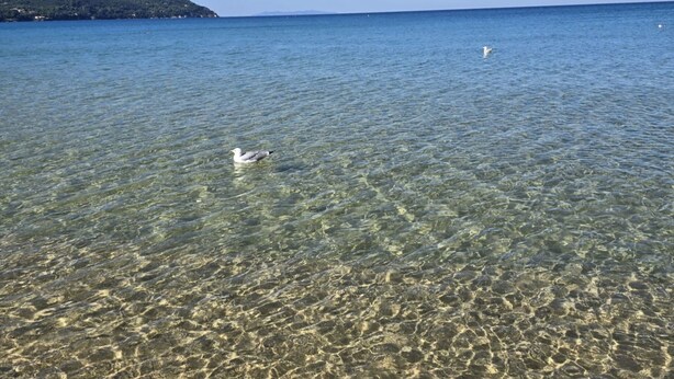Ein klarer Blick auf ruhiges Meer mit zwei schwimmenden Möwen, einer fernen Küstenlinie und wolkenlosem Himmel.