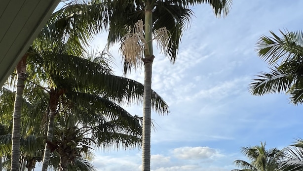A pool area with lounge chairs and umbrellas, surrounded by palm trees and a view of mountains. - Rivland Resort (Paita)