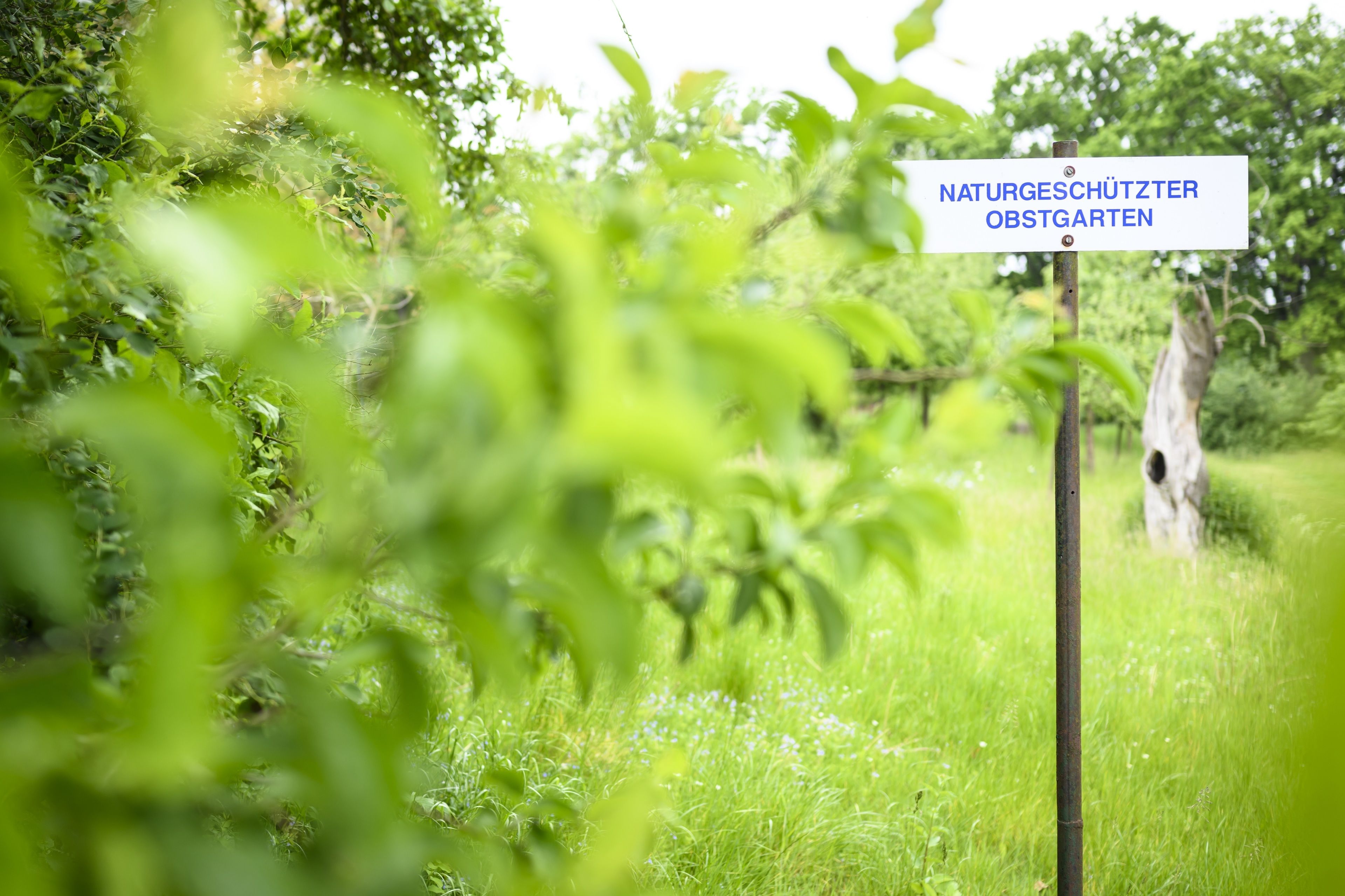A sign in a lush green area with dense foliage.