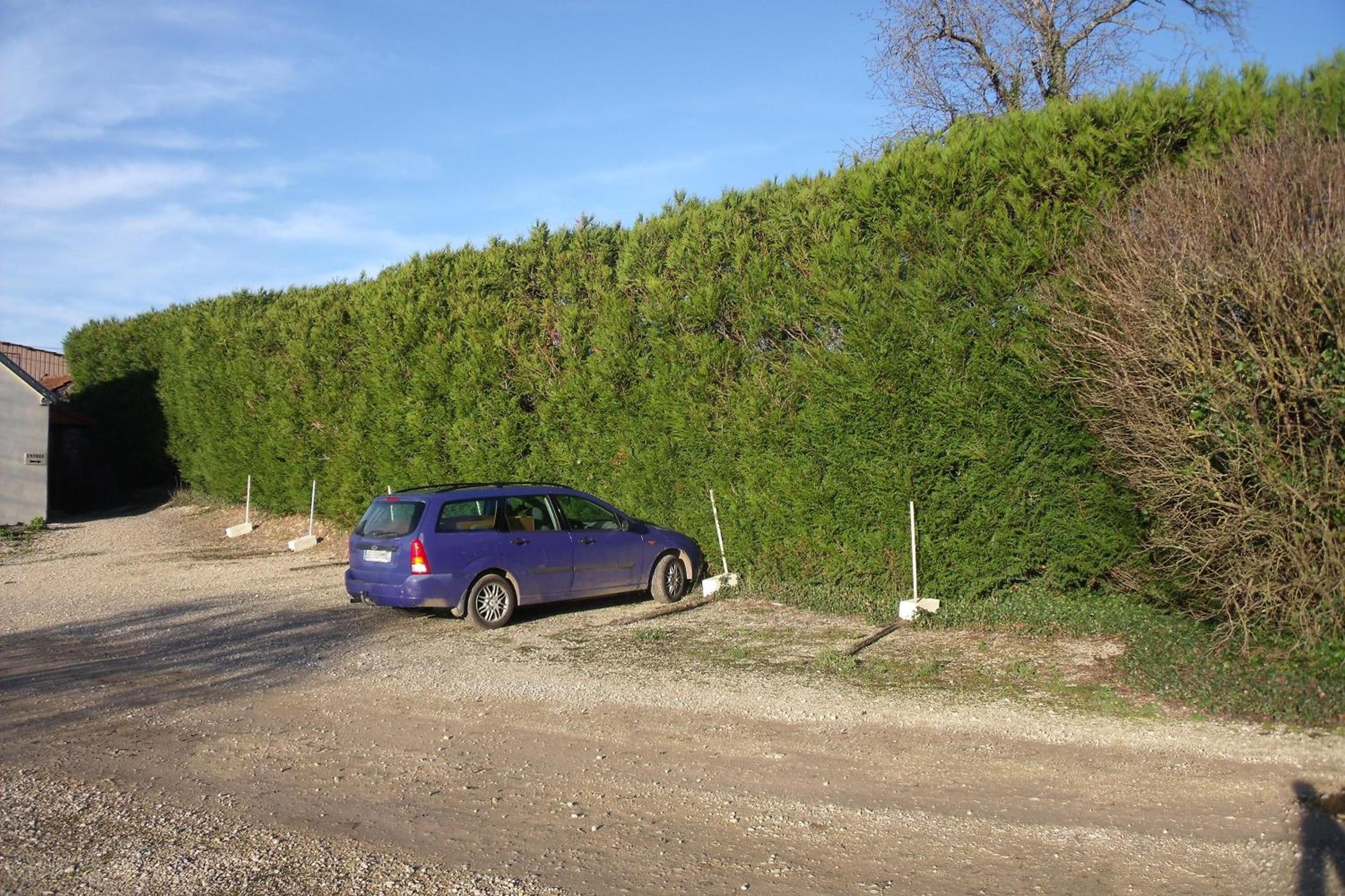 A blue car parked on a gravel road next to a dense green hedge.