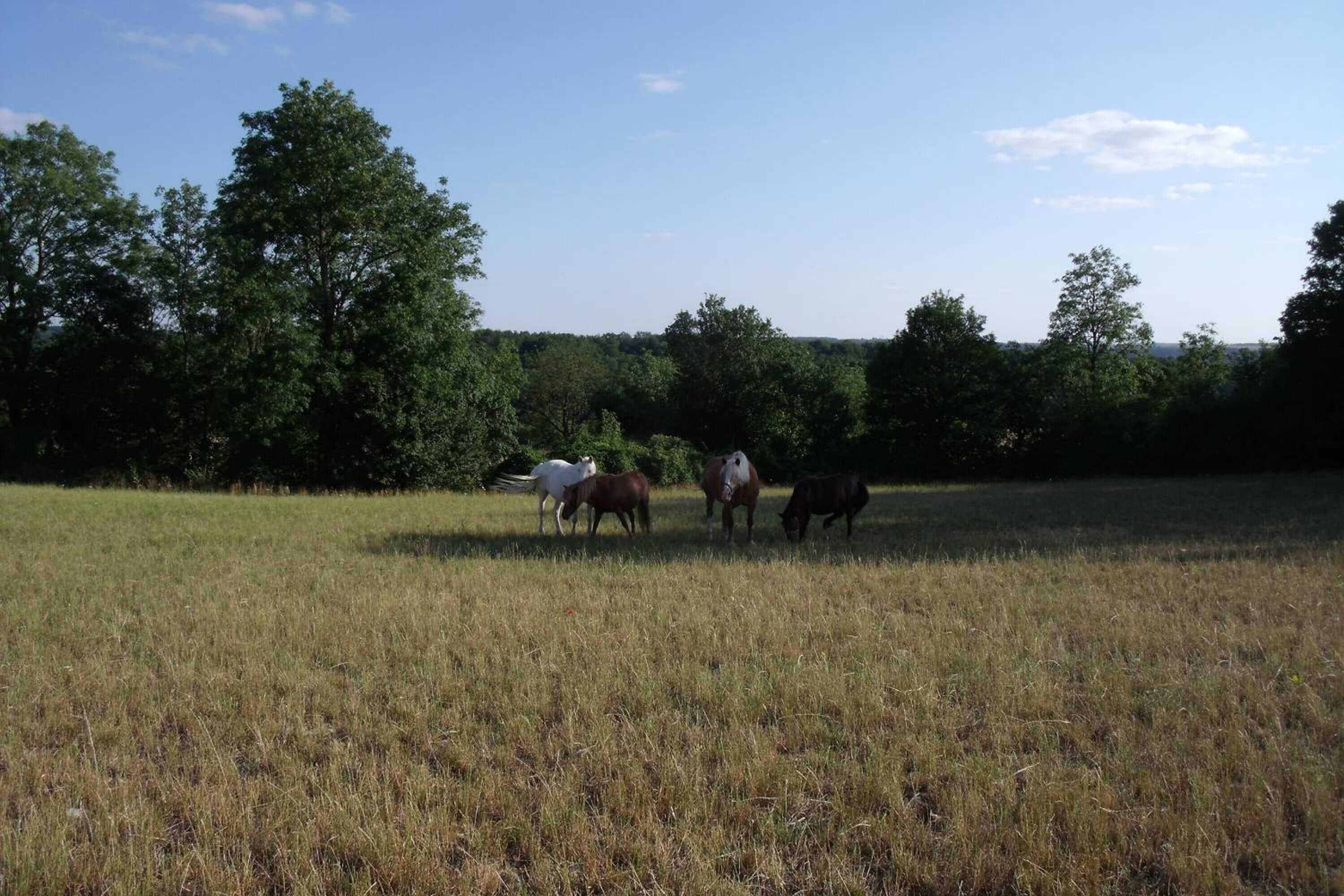 Ein grünes Feld, auf dem vier Pferde weiden.