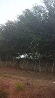 Zona boscosa con un sendero de tierra y un muro de piedra.