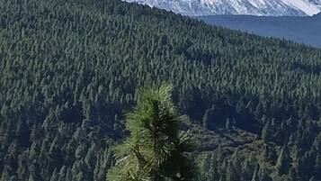 Una montaña con cumbre nevada y una zona boscosa densa al frente.