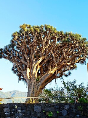 Property grounds - Hostel Tenerife (La Orotava)