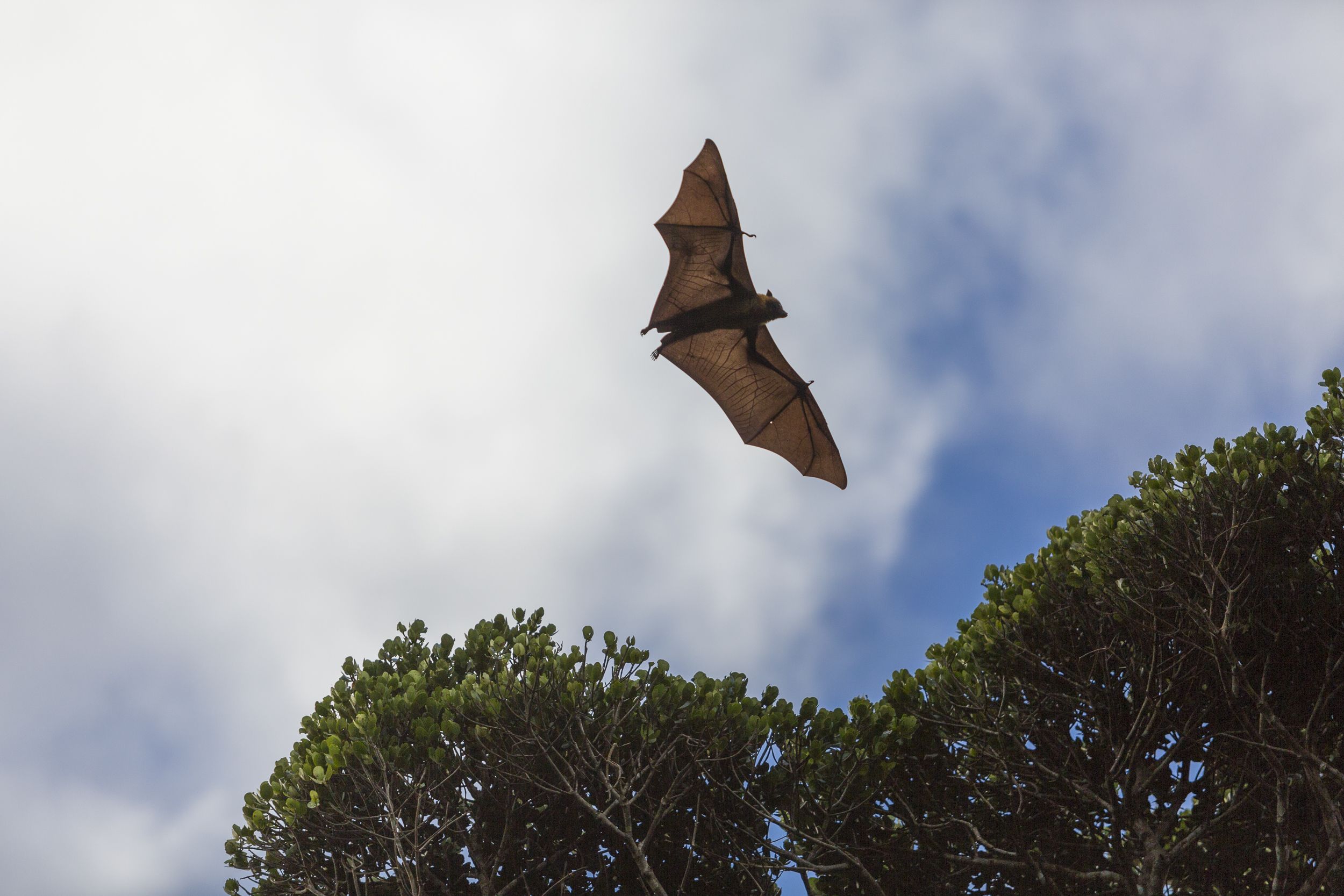 Un pipistrello vola nel cielo, con alberi sullo sfondo.