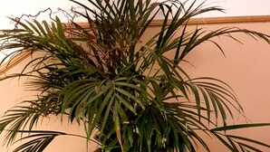 A potted plant on a metal stand in a room with a beige wall and a sign reading "Seit 1925". - Pension Im Bett (Nuremberg)