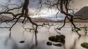 A tranquil lake with bare tree branches overhanging the water, surrounded by mountains. - Fairlight Guesthouse (Penrith)