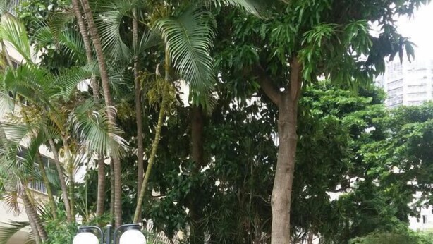 A park bench surrounded by lush greenery and trees, with a paved walkway and street lamps. - Studio Premium Leblon (Rio de Janeiro)