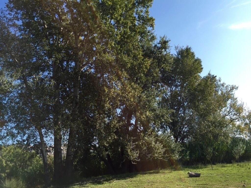A grassy field with trees and a clear sky.