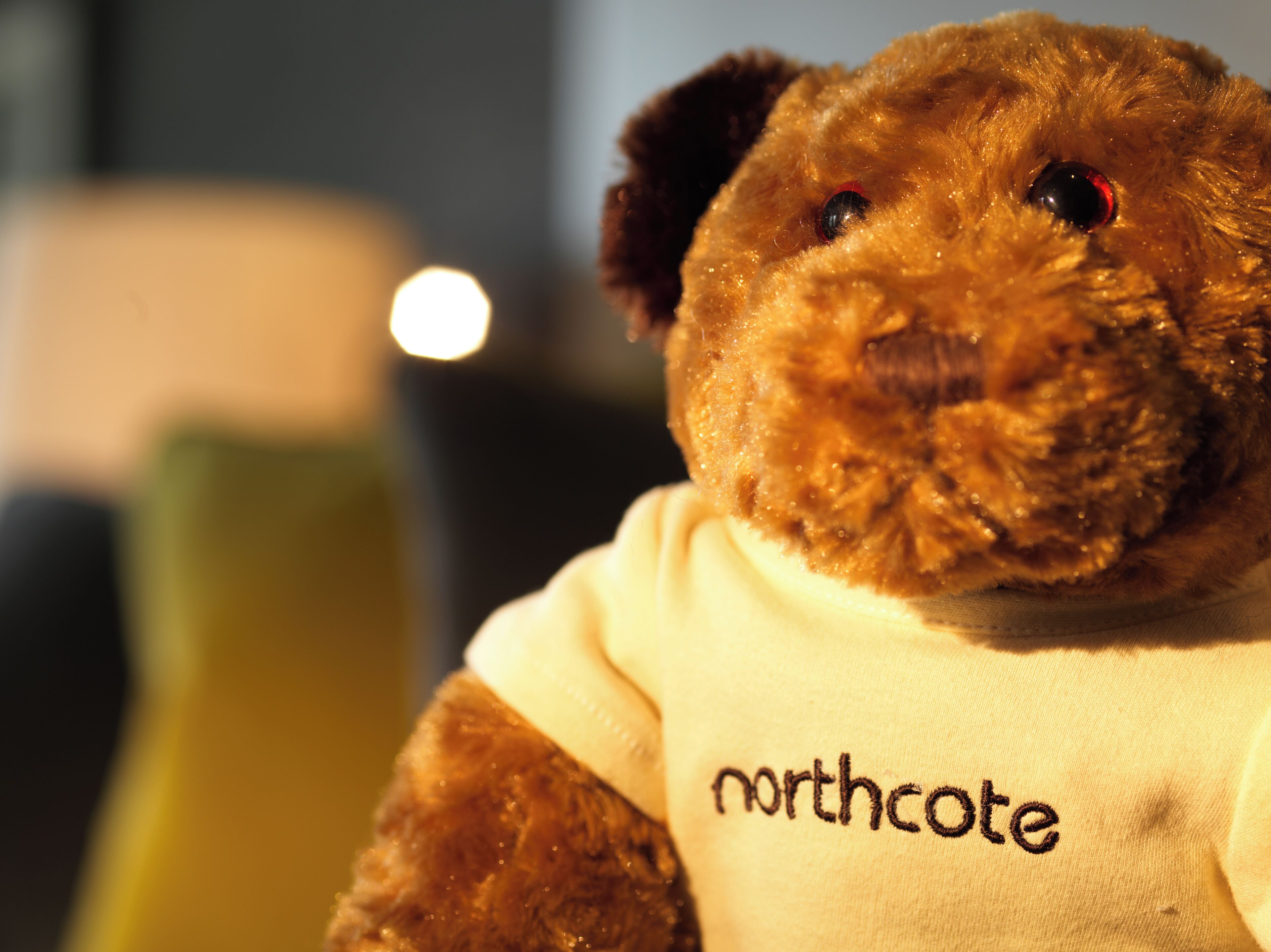 A teddy bear with a white shirt labeled "northcote."