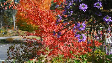 A garden with various plants and flowers, including red and purple foliage, and a pink flowering plant.