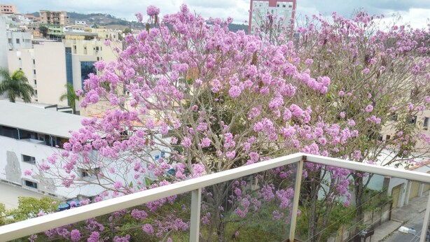 A balcony with a glass railing, steps with white pebbles, and a view of pink flowering trees and buildings in the background.