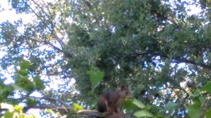Una ardilla en una rama de árbol.