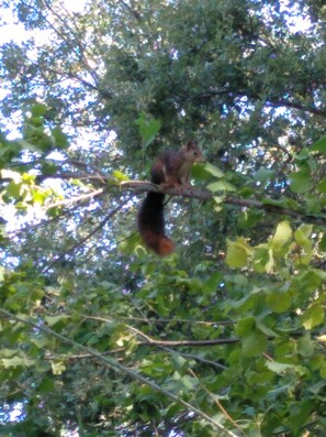 Una ardilla en una rama de árbol.