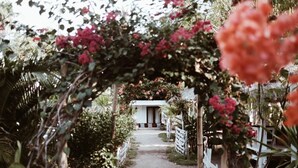 A pathway leading to a white building with a thatched roof, surrounded by lush greenery and flowering plants. - El Jardin de Shambala (Gili Air)