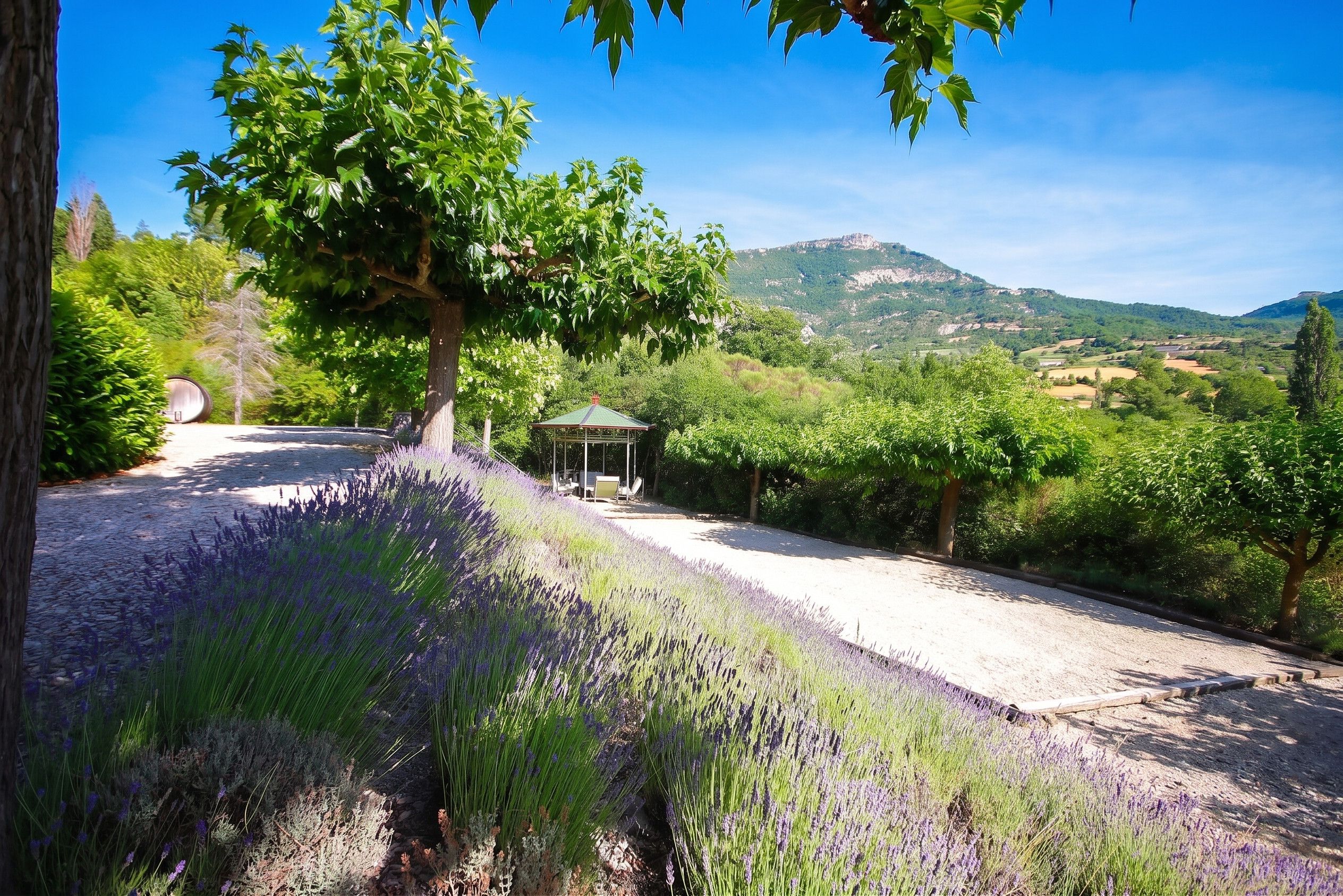 A vineyard with a gazebo, a gravel path, and a mountain in the background.