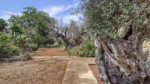 Property grounds - Ciliegio - De Lorenzi Farmhouse (Casarano)