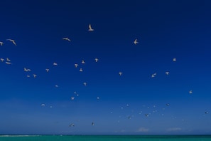 On the beach, sun loungers, beach towels, snorkeling