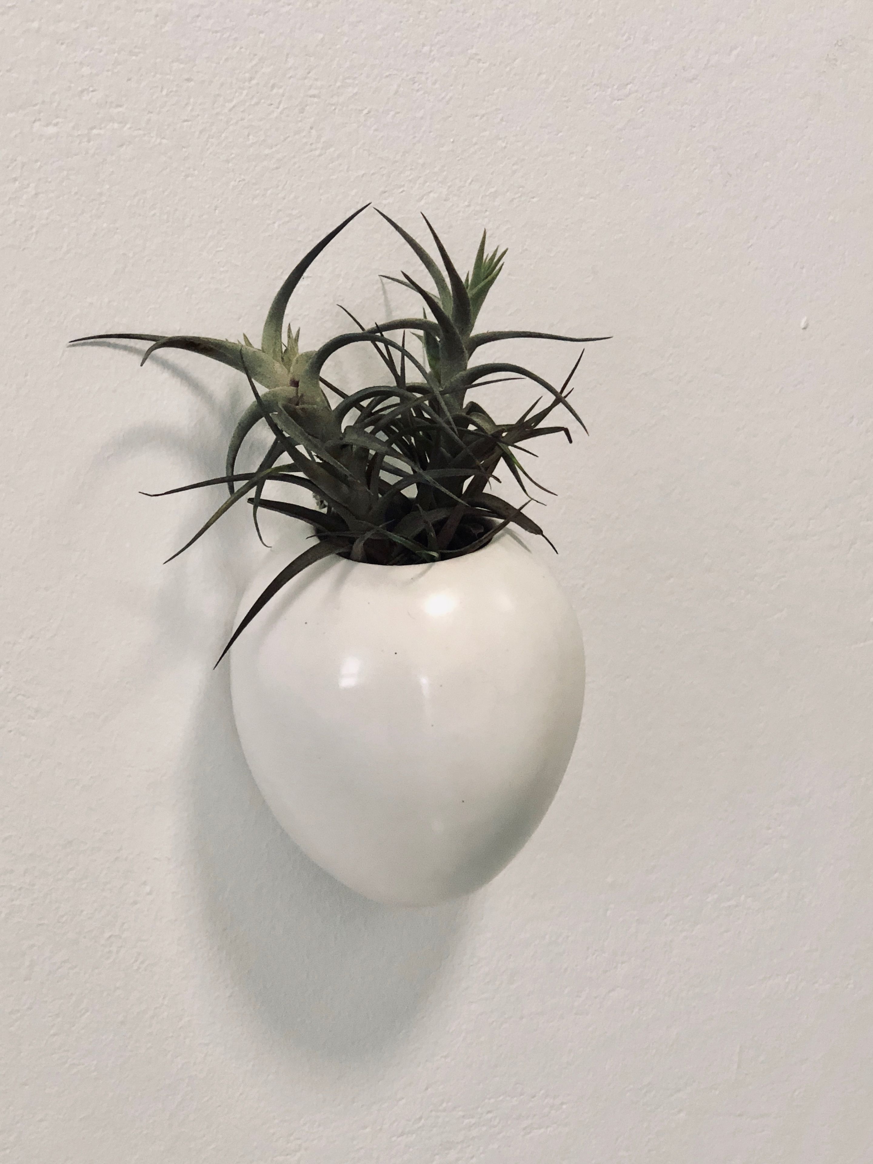 Una maceta blanca con una planta sobre una pared blanca.