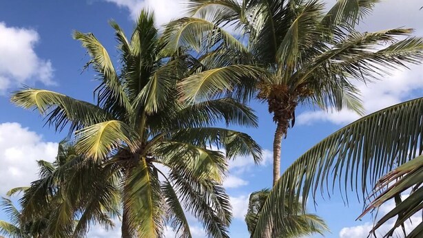 Vista de la playa con palmeras y una cerca de madera.